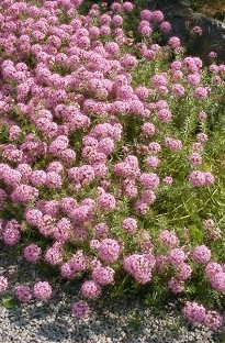 Blooming Direct Phuopsis Stylosa