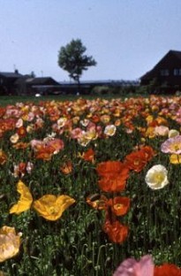 Blooming Direct Poppy Aurora Borealis Mix x 200 seeds