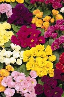 Primrose Rose Bud Primlet Mixed x 60 plug plants