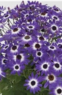 Senetti Bi Colour Blue x 5 plants