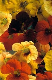 Blooming Direct Tropaeolum Tip Top x 50 seeds