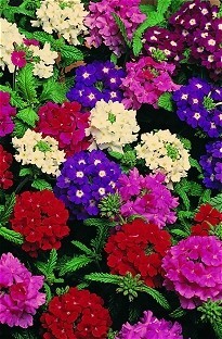 Blooming Direct Verbena Quartz Blooming Direct x 50 plants   16 FREE