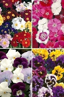 Blooming Direct Winter Flowering Bedding Plants x 240 plug plants