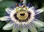 Blue Passion Flower