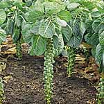 brussels Sprout Millennium Seeds 432956.htm