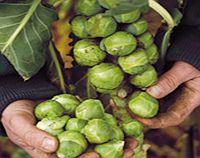 Brussels Sprout Plants - F1 Brigitte