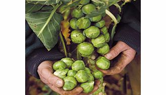 Brussels Sprout Seeds - Brigitte F1