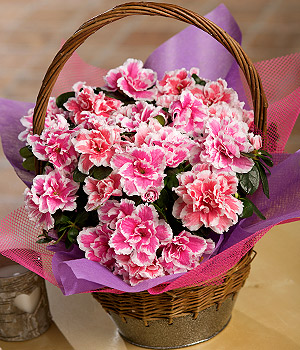 Azalea Basket PAZAB