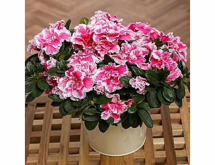 Azalea Plant in Zinc Pot PAZZC