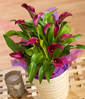 Calla Lily Plant PCALA