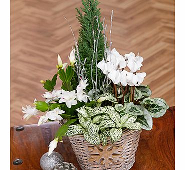 Frosty Flower Basket XBFRT