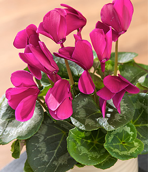 Pink Cyclamen PCYCP