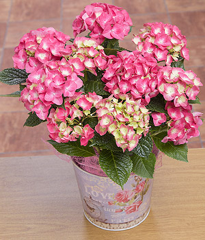 Summer Hydrangea PHYDR