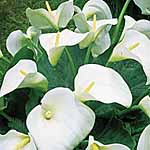 Calla Aethiopica