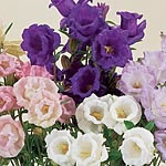 Bell Cup & Saucer Seeds 425002.htm