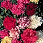 Carnation Chabaud Enchantment Seeds