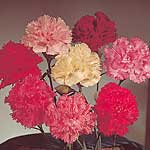 Carnation Floristan Seeds