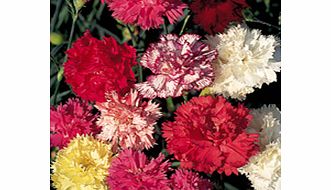 Carnation Seeds - Chabaud Enchantment