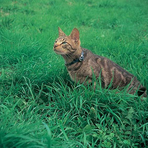 Cat Grass Seed