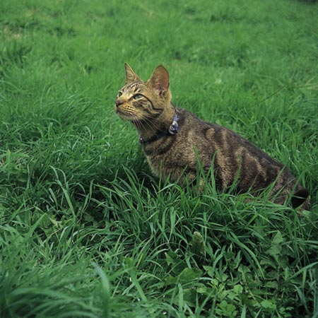 Cat Grass Seeds Average Seeds 700