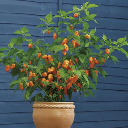 Chilli Pepper Fatalii Seeds Average Seeds 25