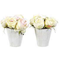 Ivory angel rose white single pot