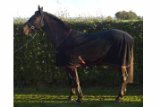 280g Horse Fleece Cooler Blanket - Black 5ft 6