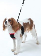 Company of Animals Non Pull Harness