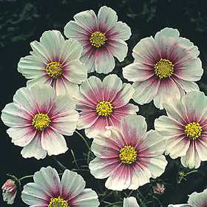 cosmos Daydream Seeds