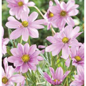 cosmos Flamingo Bulb