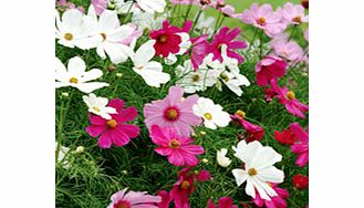 COSMOS Plants - Sonata Mix