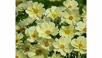 COSMOS Plants - Xanthos