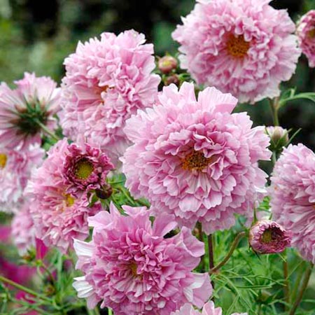 cosmos Rose Bonbon Average Seeds 65