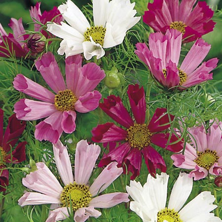 cosmos Sea Shells Seeds (Cosmea) Average Seeds 70