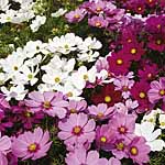 Cosmos Sonata Mixed Easiplants 476531.htm