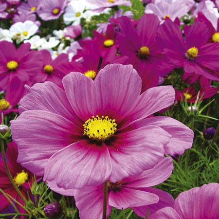 Cosmos Sonata Mixed Plants Pack of 30 Garden