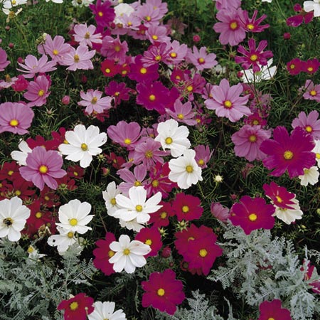 cosmos Sonata Mixed Seeds (Cosmea) Average Seeds