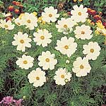 cosmos Sonata White Seeds 420064.htm