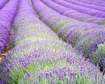 Crate Kit - Lavender Hidcote Plants 2-Slat Crate