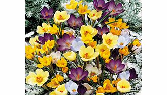 Crocus Botanical Bulbs - Mix