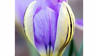 Crocus Bulbs - de Jager