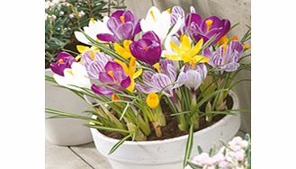 Crocus Bulbs - Jumbo Mix