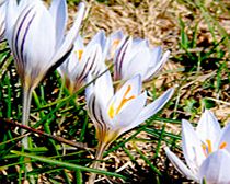 Crocus Bulbs - versicolour picturatus