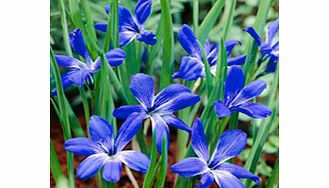 Crocus Corm - Chilean Blue