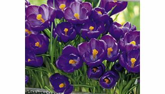 Crocus Jumbo Bulbs - Flower Record