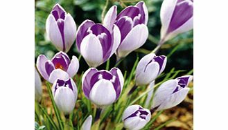 Crocus Jumbo Bulbs - Vanguard