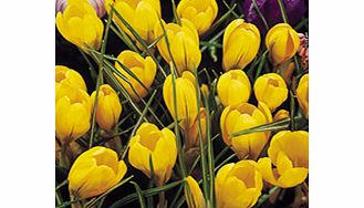 Crocus Jumbo Bulbs - Yellow Mammoth