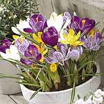 crocus Jumbo Mix