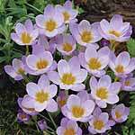 Crocus Natural Firefly