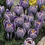 Crocus Pickwick